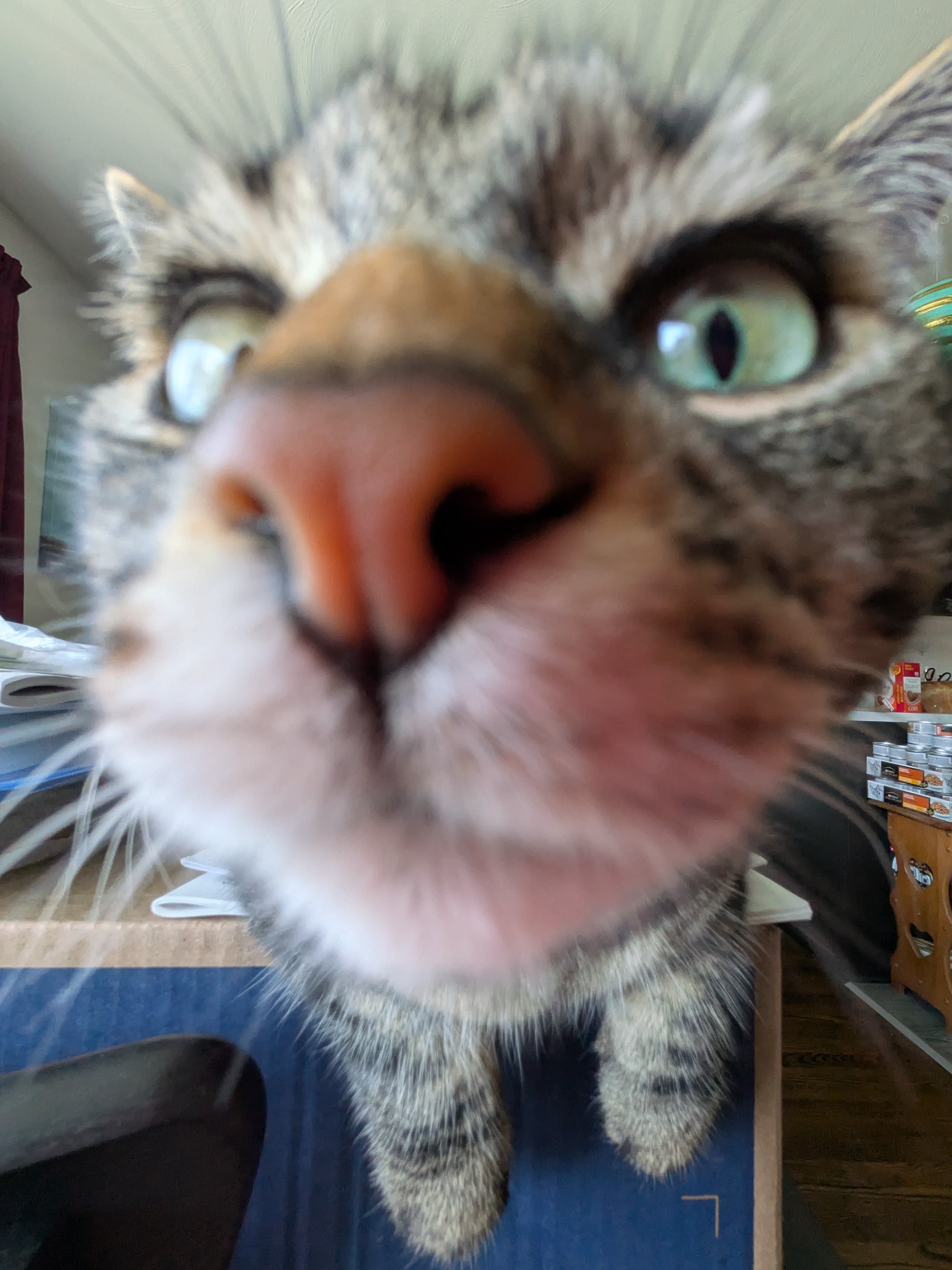 My cat Freya has brown and black fur and is close up to the camera sniffing you.